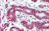 Antibody used in IHC on Human Breast at 5.0 ug/ml.