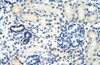 Antibody used in IHC on Human Kidney at 4.0-8.0 ug/ml.