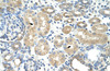 Antibody used in IHC on Human Kidney at 4.0-8.0 ug/ml.