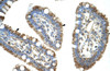 Antibody used in IHC on Human Intestine at 4.0-8.0 ug/ml.