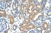Antibody used in IHC on Human kidney at 4.0-8.0 ug/ml.