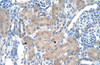 Antibody used in IHC on Human kidney at 4.0-8.0 ug/ml.