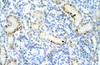 Antibody used in IHC on Human Kidney at 4.0-8.0 ug/ml.