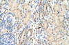 Antibody used in IHC on Human Kidney at 4.0-8.0 ug/ml.