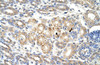 Antibody used in IHC on Human Kidney at 4.0-8.0 ug/ml.