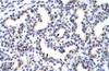 Antibody used in IHC on Human Lung at 4.0-8.0 ug/ml.