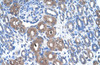 Antibody used in IHC on Human Kidney at 4.0-8.0 ug/ml.