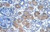 Antibody used in IHC on Human Kidney at 4.0-8.0 ug/ml.