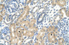 Antibody used in IHC on Human Kidney at 4.0-8.0 ug/ml.