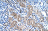 Antibody used in IHC on Human Kidney at 4.0-8.0 ug/ml.