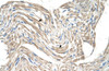 Antibody used in IHC on Human Skeletal muscle at 4.0-8.0 ug/ml.