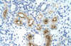 Antibody used in IHC on Human Kidney at 4.0-8.0 ug/ml.