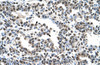 Antibody used in IHC on Human Lung at 4.0-8.0 ug/ml.