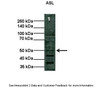 Antibody used in WB on Human at: 1:1000 (Lane1: 10 ug COS-7 cell lysate) .