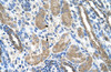 Antibody used in IHC on Human Kidney at 4.0-8.0 ug/ml.