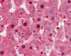 Antibody used in IHC on human liver, mouse KO.