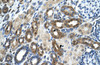 Antibody used in IHC on Human Kidney at 4.0-8.0 ug/ml.