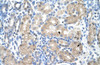 Antibody used in IHC on Human Kidney at 4.0-8.0 ug/ml.