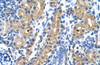 Antibody used in IHC on Human Kidney at 4.0-8.0 ug/ml.