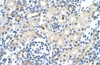 Antibody used in IHC on Human Kidney at 4.0-8.0 ug/ml.