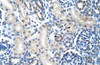 Antibody used in IHC on Human Kidney at 4.0-8.0 ug/ml.