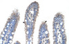 Antibody used in IHC on Human Intestine at 4.0-8.0 ug/ml.