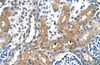 Antibody used in IHC on Human Kidney at 4.0-8.0 ug/ml.