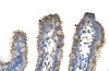 Antibody used in IHC on Human Intestine at 4.0-8.0 ug/ml.