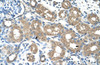 Antibody used in IHC on Human Kidney at 4.0-8.0 ug/ml.