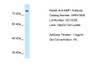 Antibody used in WB on Human HepG2 at 1 ug/ml.