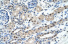 Antibody used in IHC on Human Kidney at 4.0-8.0 ug/ml.