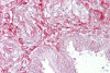 Antibody used in IHC on Human Uterus at 5 ug/ml.