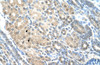 Antibody used in IHC on Human Kidney at 4.0-8.0 ug/ml.