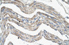 Antibody used in IHC on Human Skeletal muscle at 4.0-8.0 ug/ml.