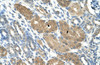 Antibody used in IHC on Human Kidney at 4.0-8.0 ug/ml.