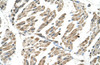 Antibody used in IHC on Human Muscle at 4.0-8.0 ug/ml.