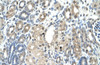 Antibody used in IHC on Human Kidney at 4.0-8.0 ug/ml.