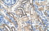 Antibody used in IHC on Human Kidney at 4.0-8.0 ug/ml.