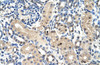 Antibody used in IHC on Human Kidney at 4.0-8.0 ug/ml.