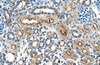 Antibody used in IHC on Human kidney.