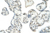 Antibody used in IHC on Human Placenta.