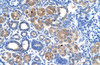 Antibody used in IHC on Human kidney.