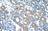 Antibody used in IHC on Human kidney.