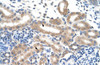 Antibody used in IHC on Human kidney.