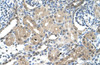 Antibody used in IHC on Human kidney.