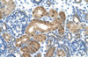 Antibody used in IHC on Human kidney.