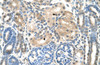 Antibody used in IHC on Human kidney.