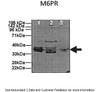 Antibody used in WB on Human, Mouse cell lines.