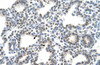 Antibody used in IHC on Human Lung.