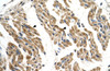 Antibody used in IHC on Human Muscle.